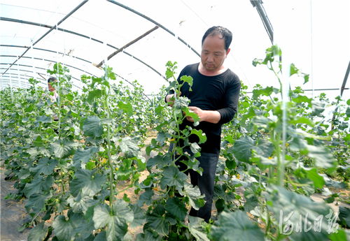 河北南和 特色種植鋪就致富路，精準培育賦能新農業