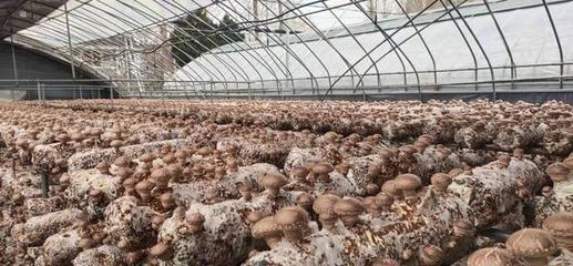 盧氏農產品企業文化調研 以“萬人助萬企”為抓手，助推農業品牌培育新篇章